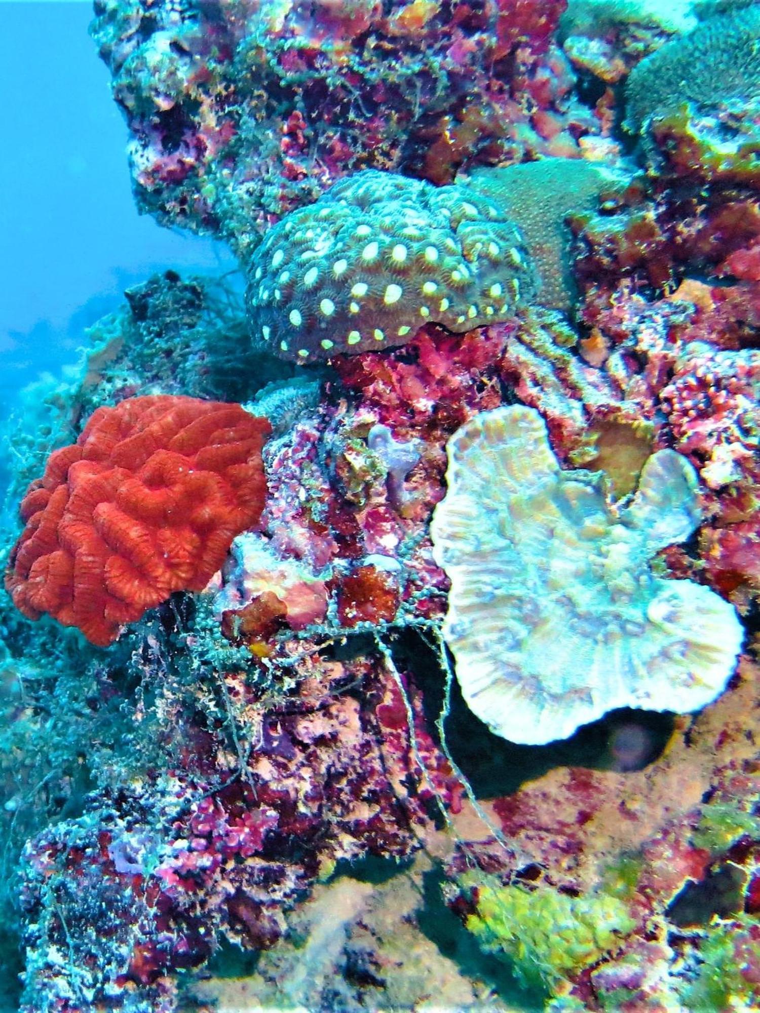 The Fulhadhoo Beach Cottage Esterno foto